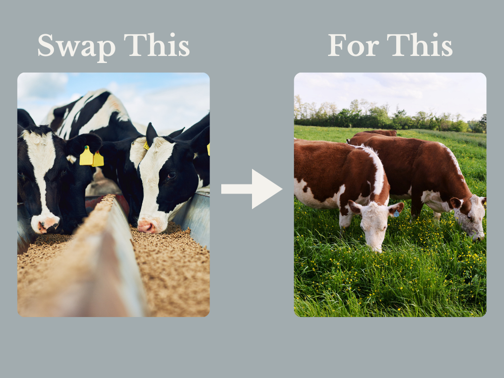 swap-grain-fed-meat-for-regeneratively-raised-meat 